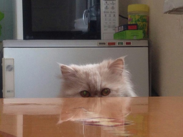 Master of Disguise Level 80 - My, Disguise, cat, Kitchen