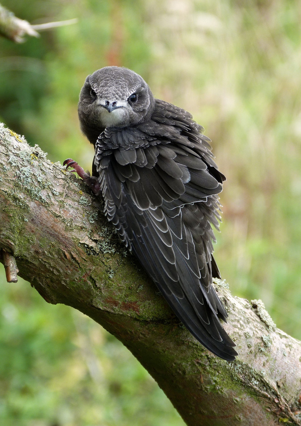 Interesting about swifts - Interesting, Facts, Birds, Swift, Copy-paste, Longpost