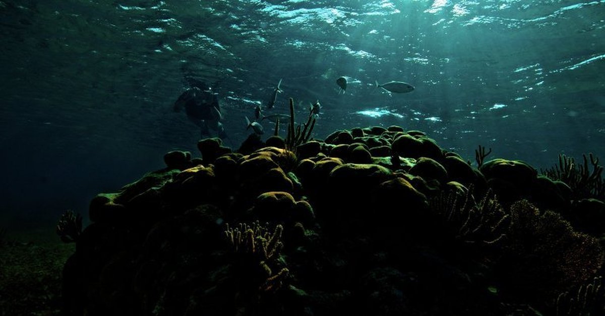 Самыми глубоководными водорослями являются. Подводный мир Марианской впадины. Морское дно. Дно океана. Океаны. Глубина.
