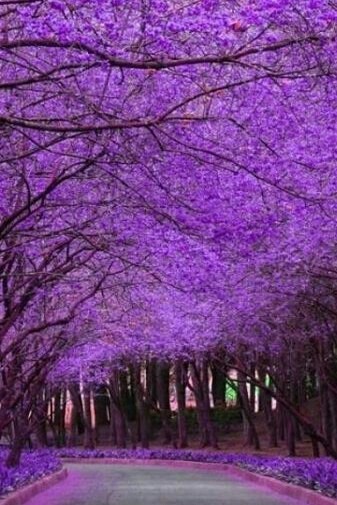 Violet - Purple, Nature, beauty, Protection of Nature, Longpost