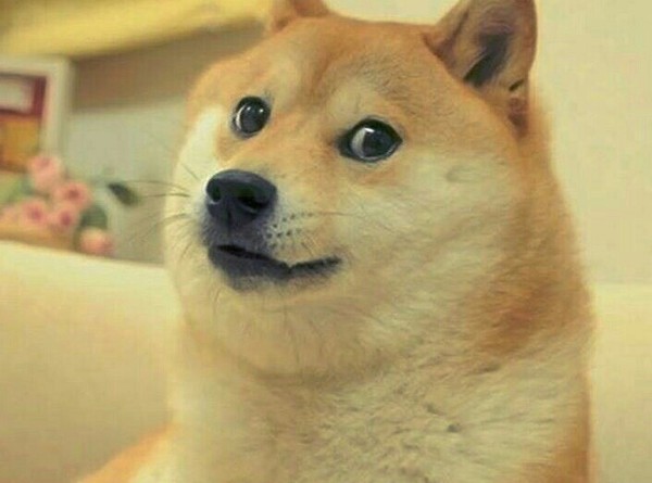 Such little doge - Моё, Собака, Сиба-Ину, Such WOW, Питомец, Длиннопост, Doge, Домашние животные