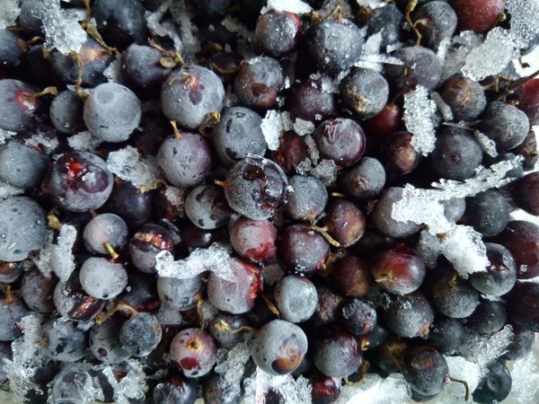 The beauty of unboiled compote - My, The photo, Berries, Freezing