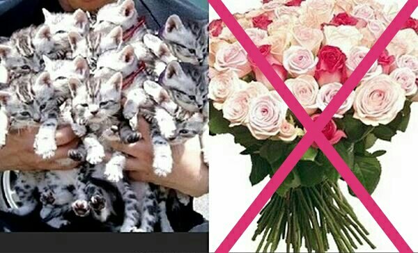 The perfect gift - Bouquet, cat, Cats and kittens, Presents