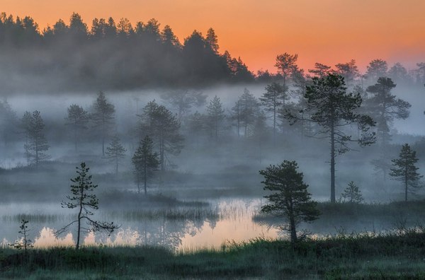 White night in the swamps of northern Karelia - Карелия, White Nights, Fog, Swamp, Greenery, Summer, Landscape, Nature, Longpost