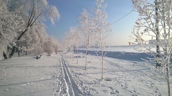 Trees in the morning at the Ob HPP - My, Obges, March, Spring, Frost, Novosibirsk, Russia, Nature, beauty, Longpost