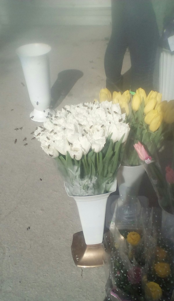 These flowers are being sold by March 8th. - My, March 8, Tulips, Flowers, Bees, Holidays, Zaporizhzhia