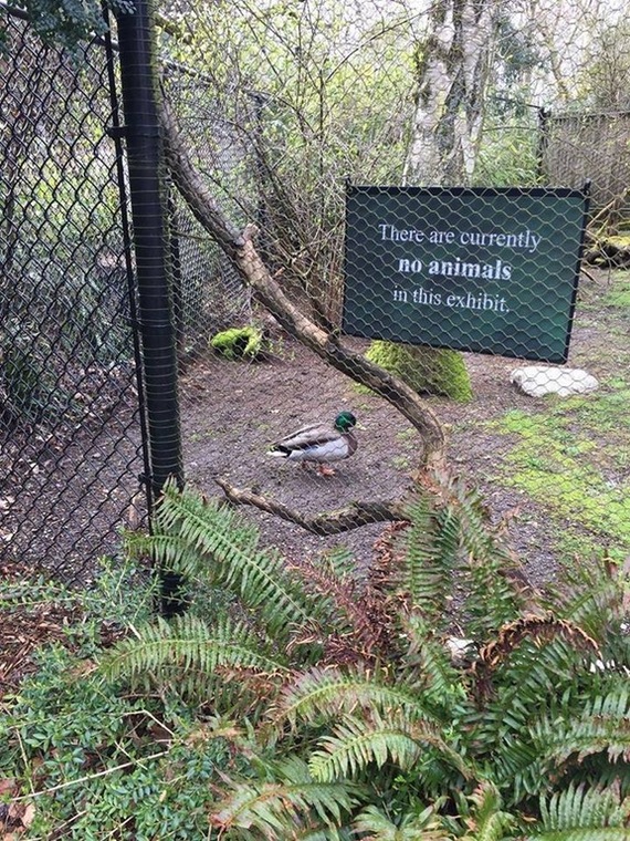 Fuck the system - The photo, Duck, Табличка, Animals, Aviary