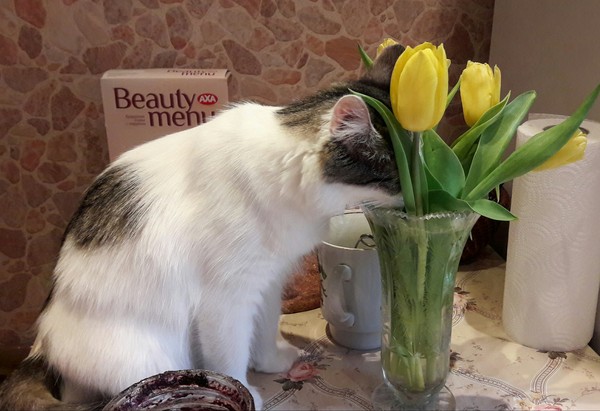 Morning March 9 - My, funny cats, 9th of March, Flowers, cat, March 8