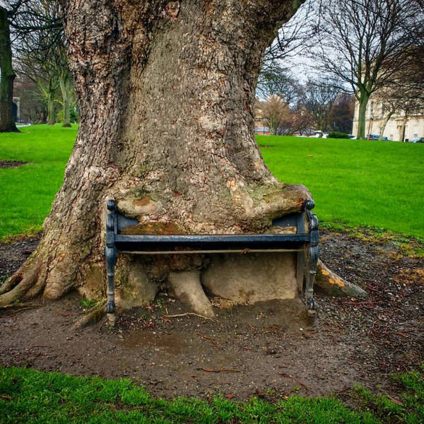 tree eating a bench - The photo, Tree, The park, Benches