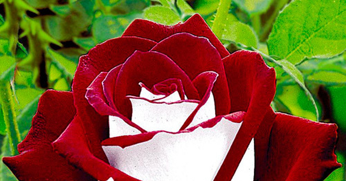 Розы ассирия фото