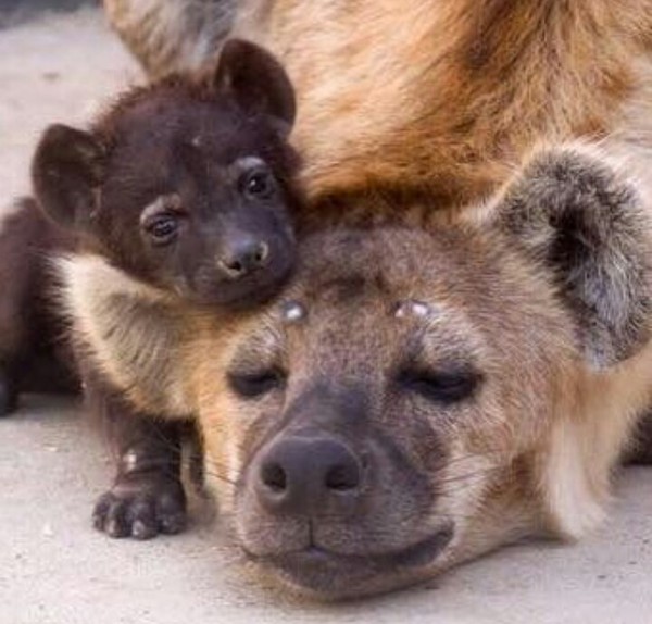 Hyenas)) - The photo, Hyena, Animals, Mum, Milota
