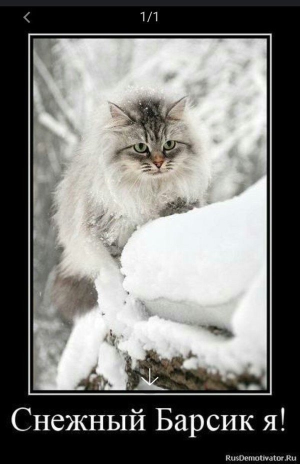 Snow Barsik me! - Snow Leopard, Picture with text, cat