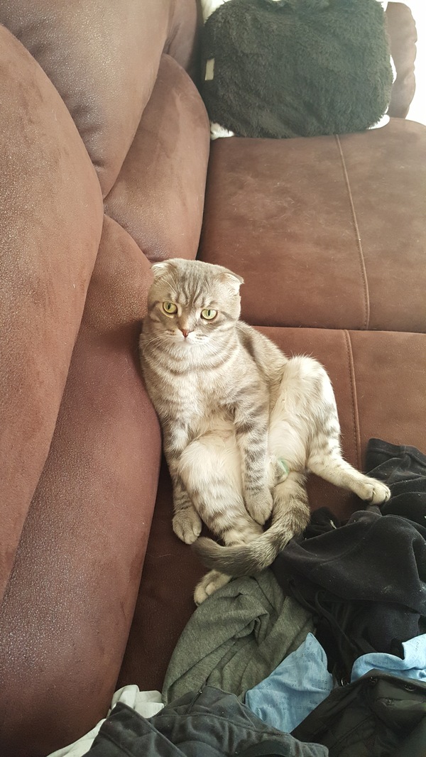 Когда ты милый котик, но в душе быдло