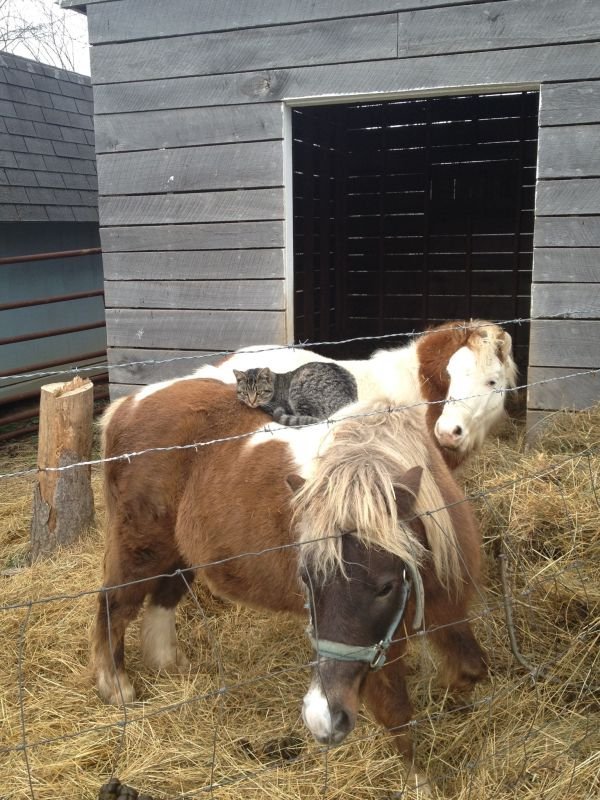 Comfortable spot. - Horses, cat, Animals, Hay