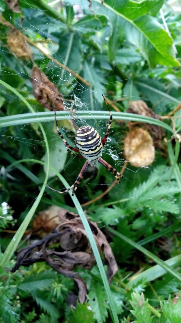 Where is the flamethrower? - Spider, Horror, Disgusting, attractive