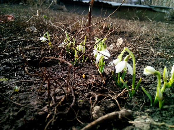 Happy Spring Day! - Snowdrops flowers, Spring, Snowdrops, March 8, My