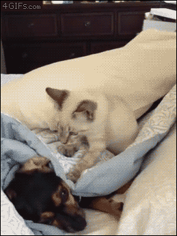 - Yes, I just fix my ear ... - cat, Dog, Bed, Intrusiveness, Milota, GIF