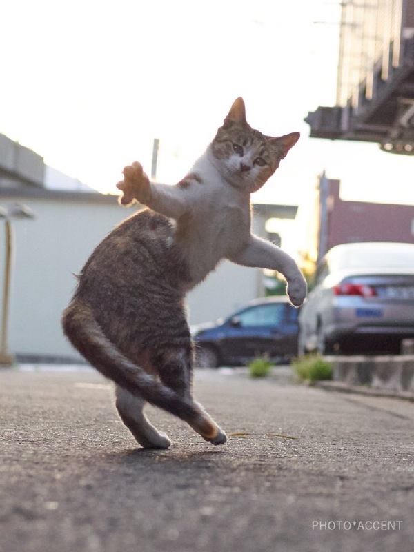 Kung fu master - cat, Kung Fu, Longpost