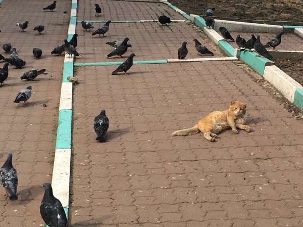Leader of the pack - cat, The photo, Stupino, Pigeon