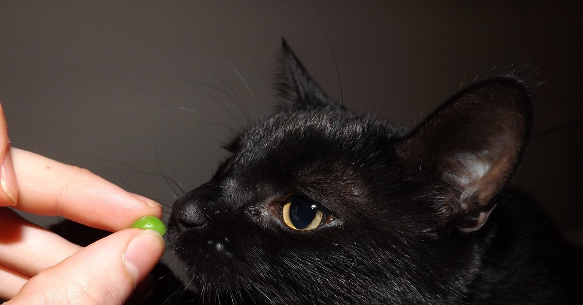 К чему снится укусила кошка. Бомбейская кошка. Бомбейская кошка черно белая. Черная Бомбейская кошка с зелеными глазами.