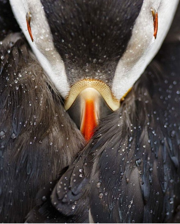 Unexpected angle of puffin bird - Atlantic Cul-de-sac, Ornithology, Birds