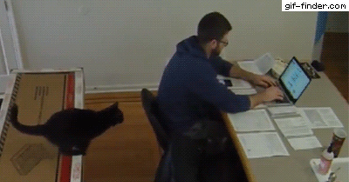 кот доминирует над котенком