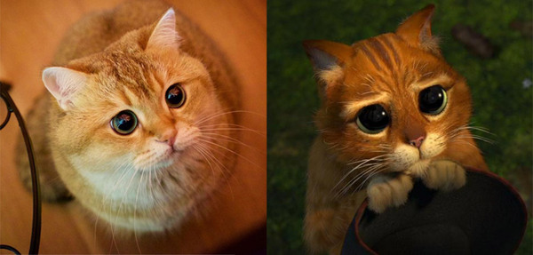 Hosiko is the real Puss in Boots from Shrek - Similarity, Longpost, Shrek, Milota, cat