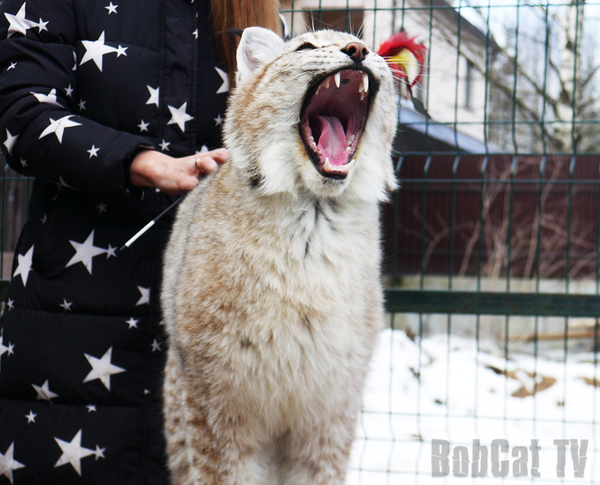 ����������� ��������� ����� ��� ����� �����