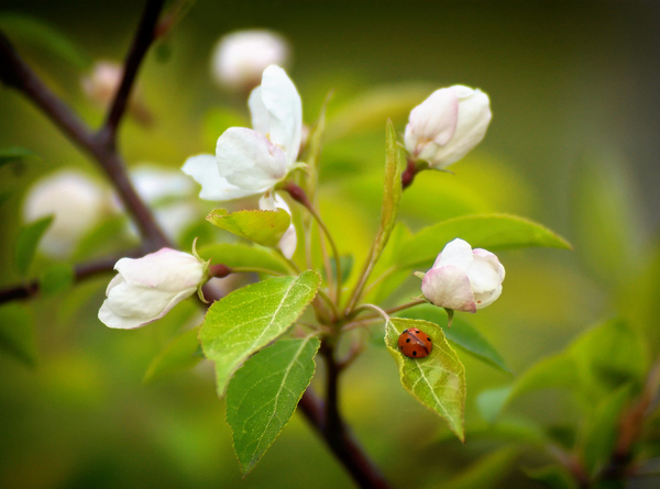 Spring is coming - Flowers, Siberia, Spring, My, Russia, Nature, Insects