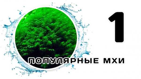 Aquarium mosses. Part 1 - My, Aquarium plants, Aquarium, Aquarium fish, Scalariki, Angelfish, Video, Longpost
