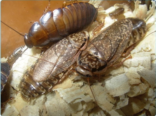 How to distinguish a female from a male in marbled cockroaches? - My, Marble cockroaches, , Insects, Cockroaches, The photo