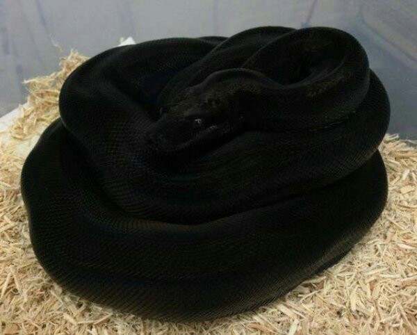 coal snake - Snake, Animals, Coal, Nature, unimaginable