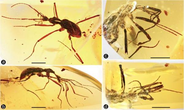 Chinese scientists discover ancient predator beetle in amber - , Story, Archaeologists, Animals, Жуки, China, news