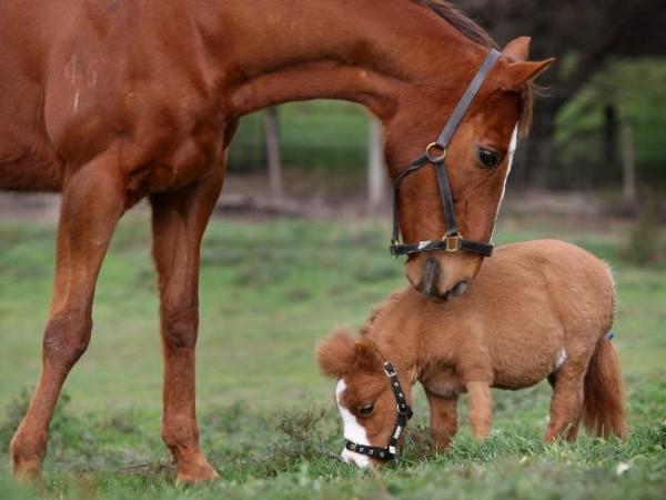 Little horses - Horses, Breed, Small, Longpost