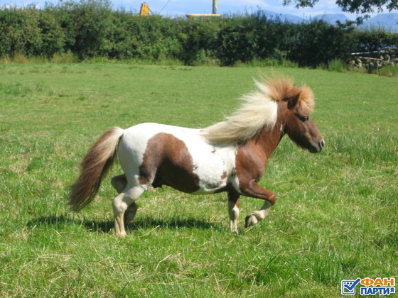 Little horses - Horses, Breed, Small, Longpost