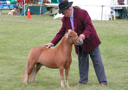 Little horses - Horses, Breed, Small, Longpost