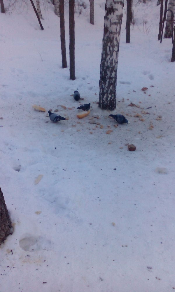 Melon for pigeons - Siberia, Akademgorodok, Pigeon, Bread, Melon, Spring, Longpost