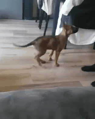 The cutest rendition of the down command - GIF, Dog, Lie, Puppies, Milota