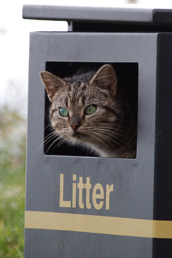 Cat observation - cat, Observers