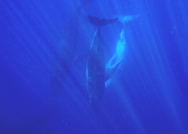 Humpback whales in the southern hemisphere began to huddle in supergroups - Humpback whale, , Migration, Observation, The science, Mammals, Longpost