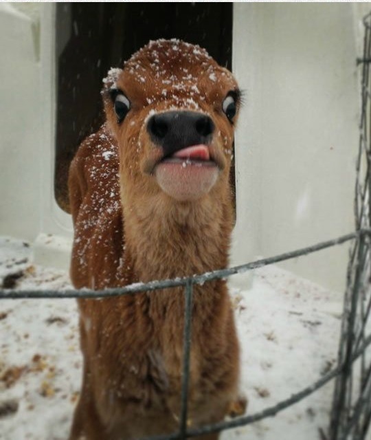 And this is the sister of a cheerful alpaca - Alpaca, 