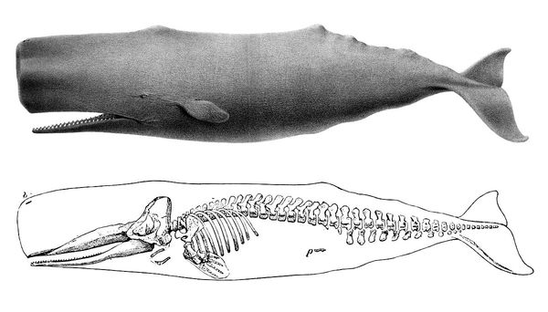 There is a lot of free space in the whale's head - Skeleton, Whale