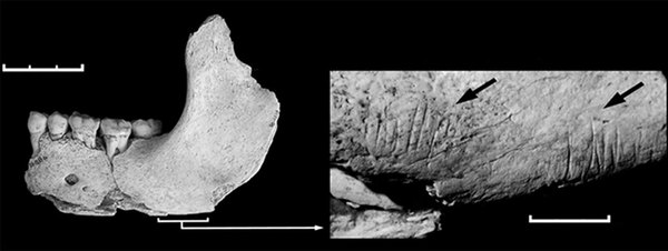 Cannibal Neanderthals Ate Vegan Neanderthals? - Anthropogenesis, Anthropogenesis ru, Longpost, The science, Cannibalism, Archaeological finds, Neanderthal