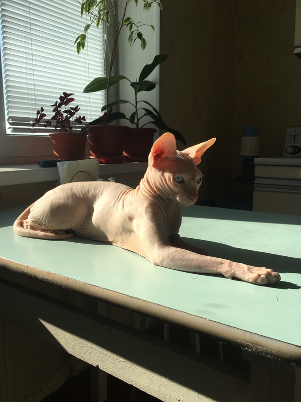 My cat thinks he is a sphinx - cat, Sphinx, , Canadian sphinx