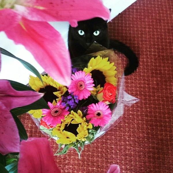 Life hack: give a bouquet and she will forgive anything - Life hack, Typical, Female, cat, Bouquet, Flowers, Homemade, The photo, Women