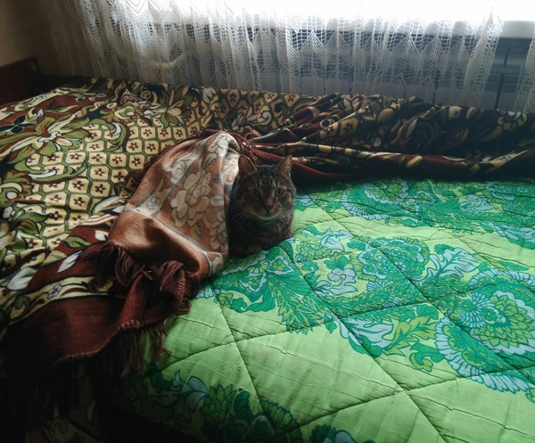 The cat spread out the sofa - My, cat, A blanket, Comfort