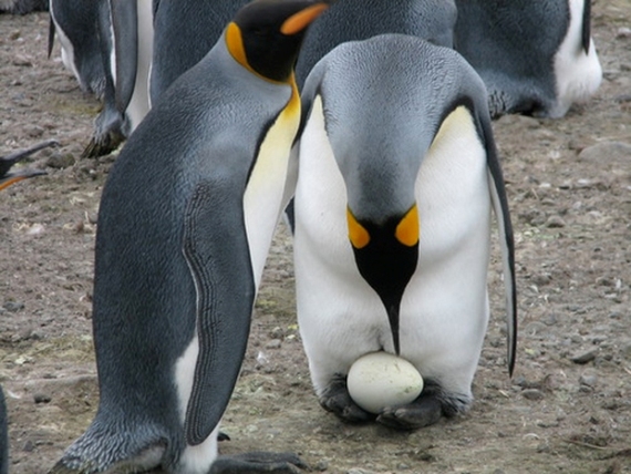 Стильная птица в смокинге: 20 занимательных фактов о пингвинах
