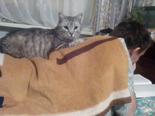 Favorite mattress. - My, cat, Goblin, Owner