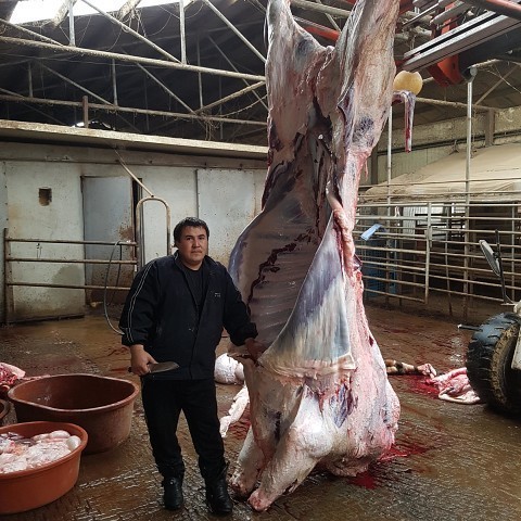 Here is the carcass! - Bull, Meat, Carcass