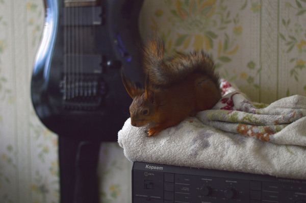 fall asleep,) - My, Animals, Squirrel, The photo, Milota, Nikon, Dream